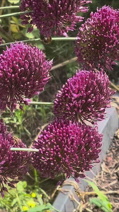 ape mellifera – Neunkirchen