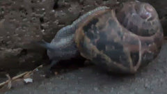Lumaca romana maculata