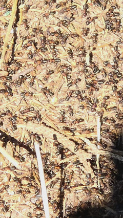 Formica di legno rossa