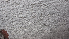 Formica da giardino grigio-nera – Oberursel (Taunus)