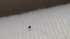Scarabeo palla