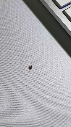 Scarabeo del pane – Ratingen