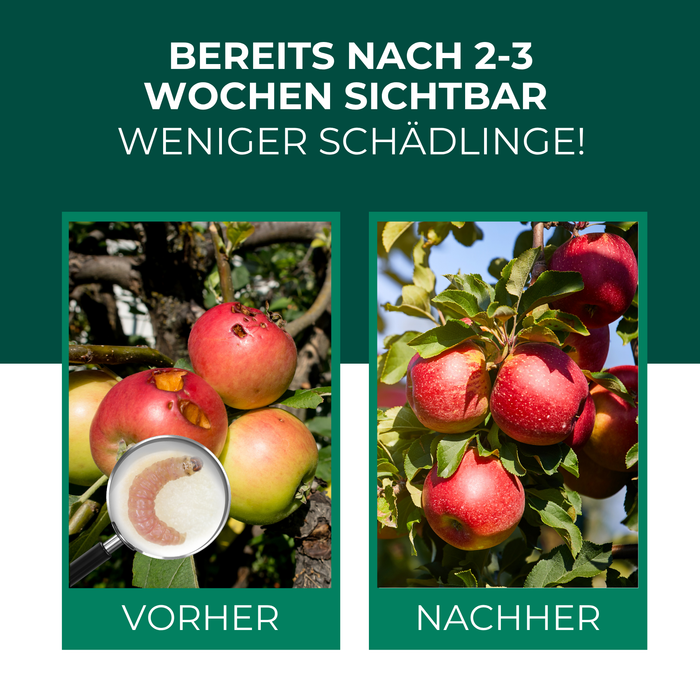 Nematodi SF contro le carpocapse