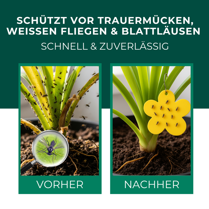 Trappola gialla pannelli gialli adesivi gialli 12 pezzi contro moscerini della frutta, moscerini dei funghi e molto altro.