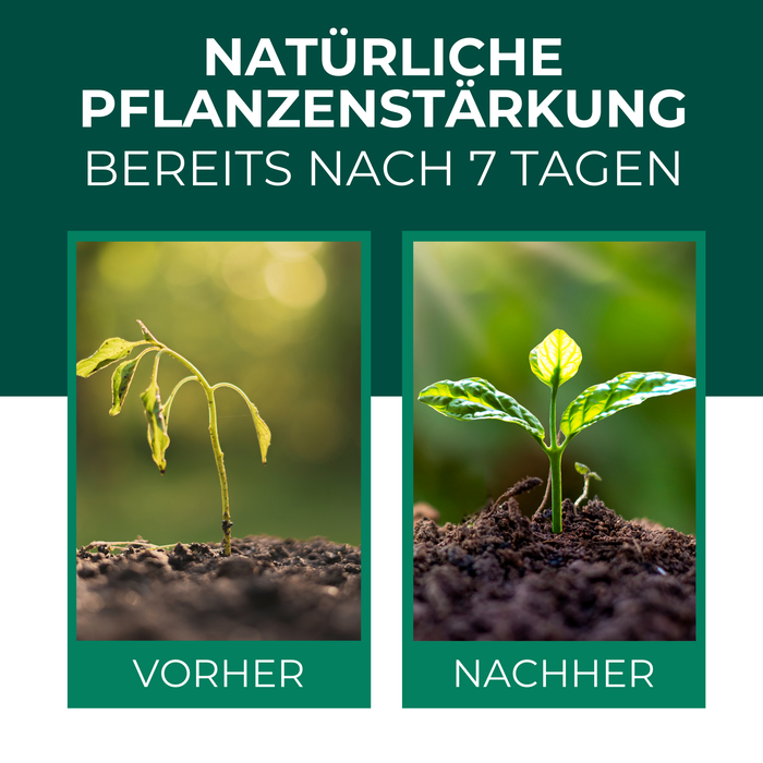 Olio di neem con emulsionante – Concentrato di olio di neem nutriente per le tue piante