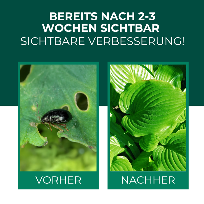 Nematodi SF contro gli alticini