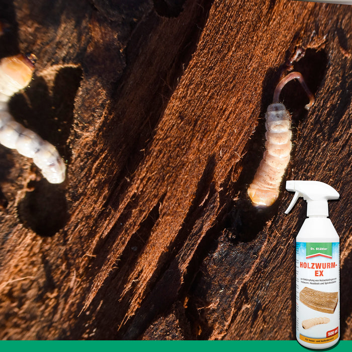 Efficace spray antitarlo: protezione affidabile contro i parassiti del legno come tarli, scarafaggi domestici e scarafaggi dell'alburno