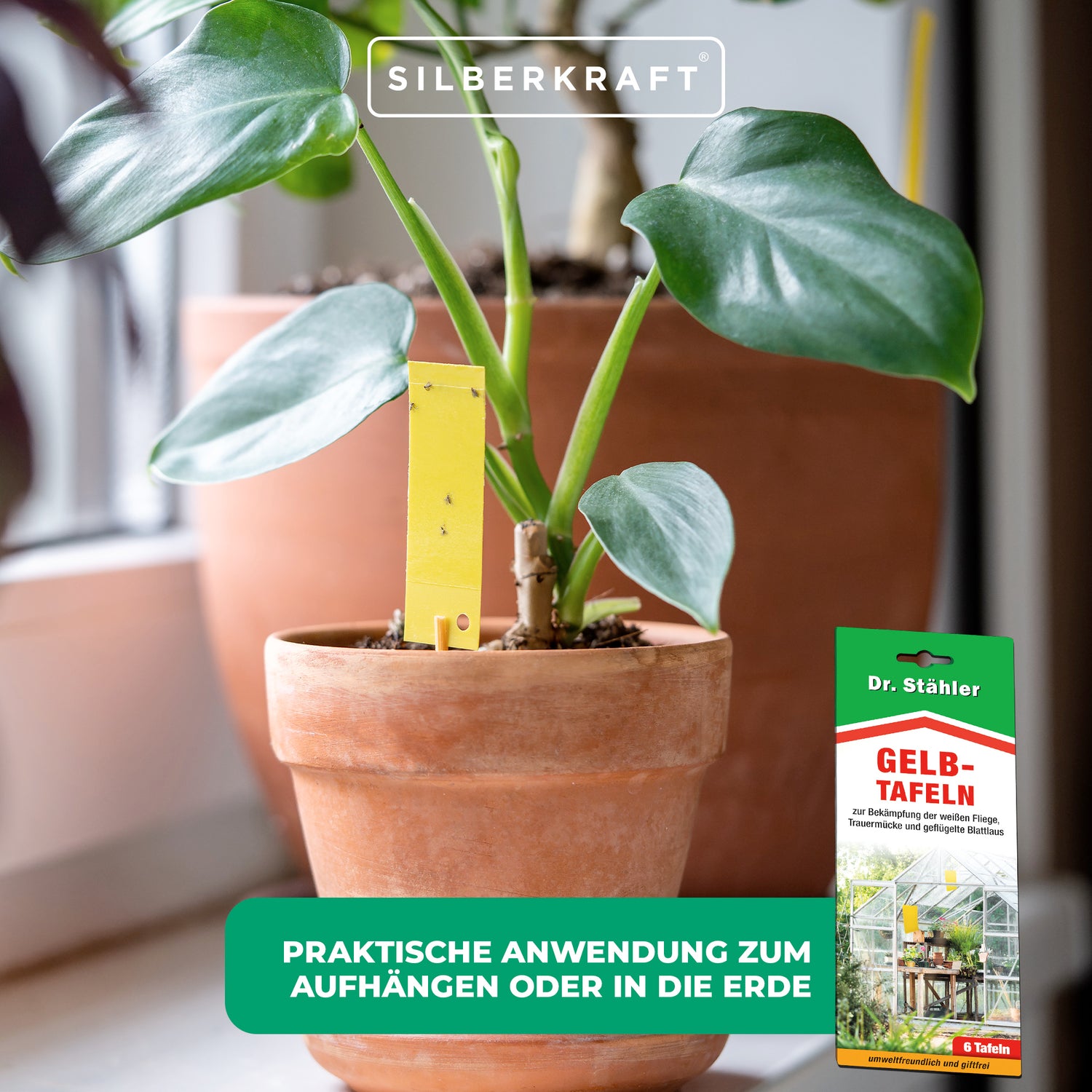 Efficaci pannelli gialli per la disinfestazione di piante da interno e da giardino invernale