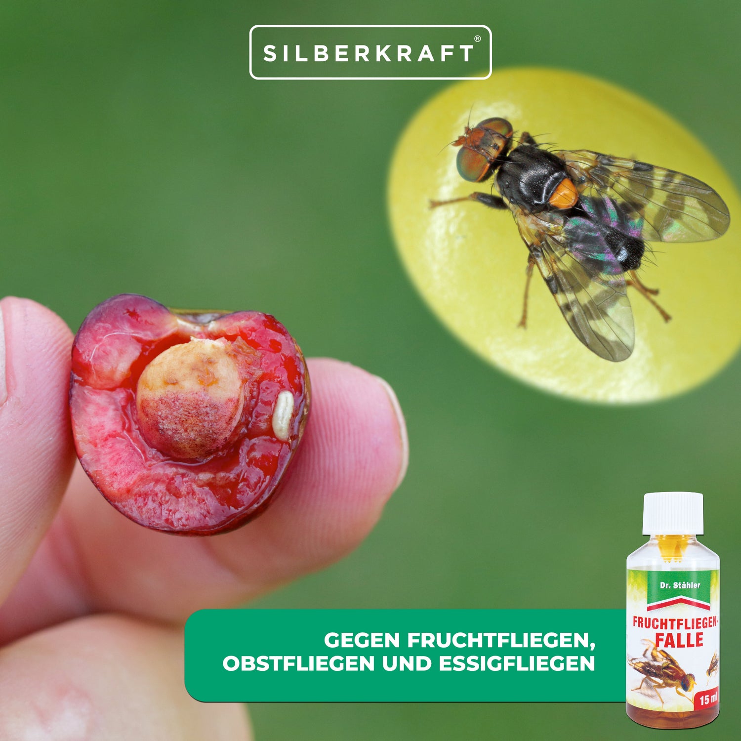 Efficace trappola per mosche della frutta contro le mosche della frutta, della frutta e dell'aceto