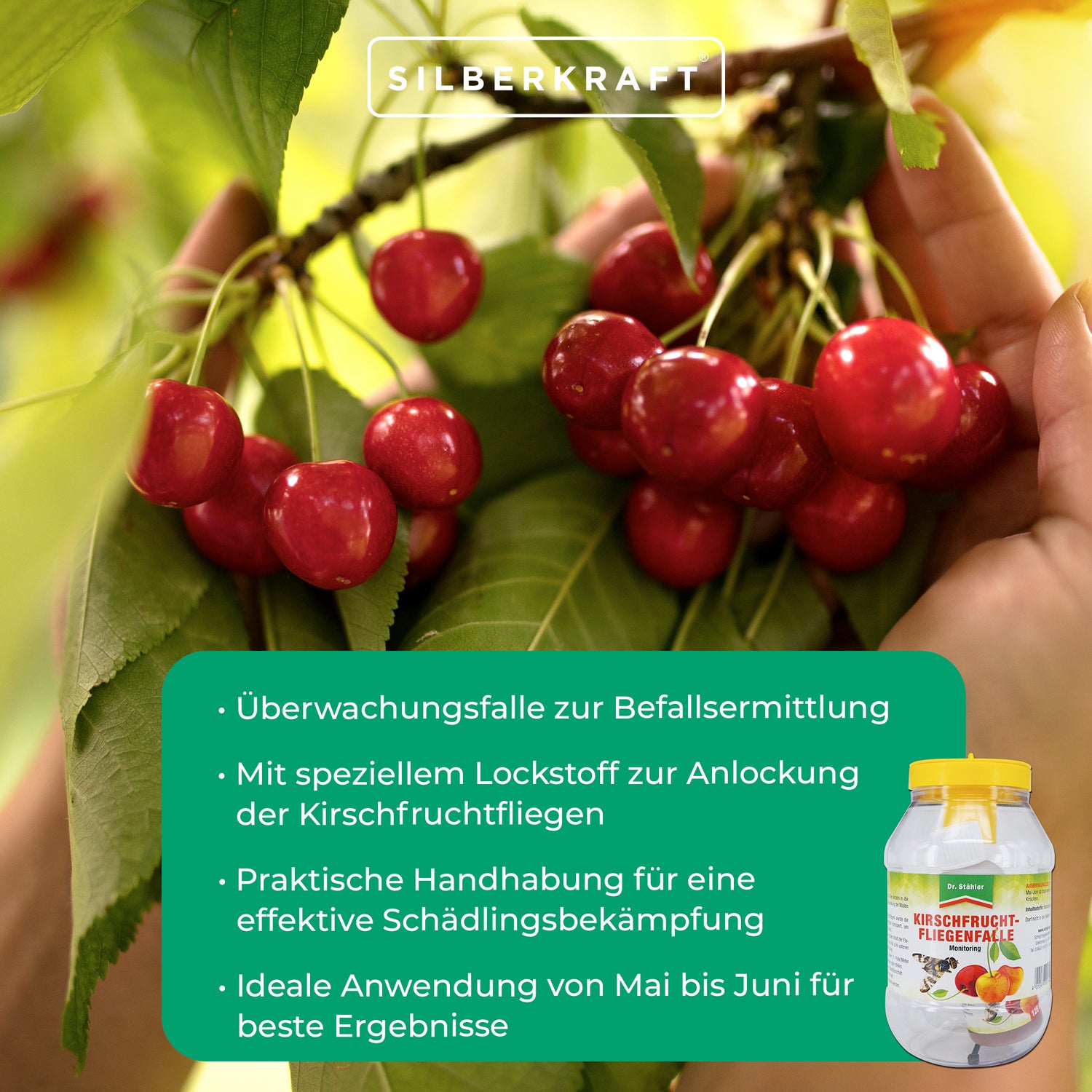 Efficace trappola per mosche dei frutti di ciliegio: soluzione di monitoraggio efficace per alberi da frutto