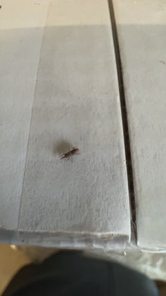 Scarabeo del grano – Oberursel (Taunus)