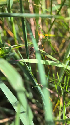 Scarabeo molle dal dorso rosso