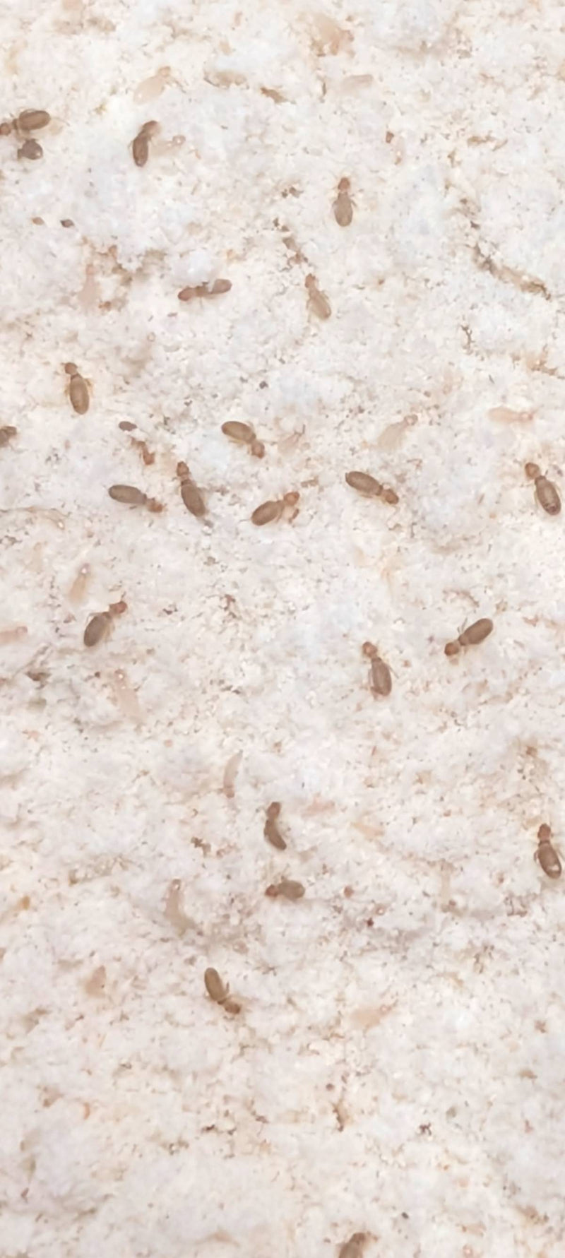 pidocchio della polvere — Bild 2