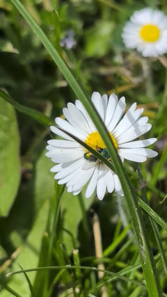 Mosca rossa comune – Oberursel (Taunus)