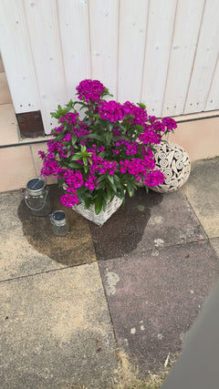 Coda di piccione