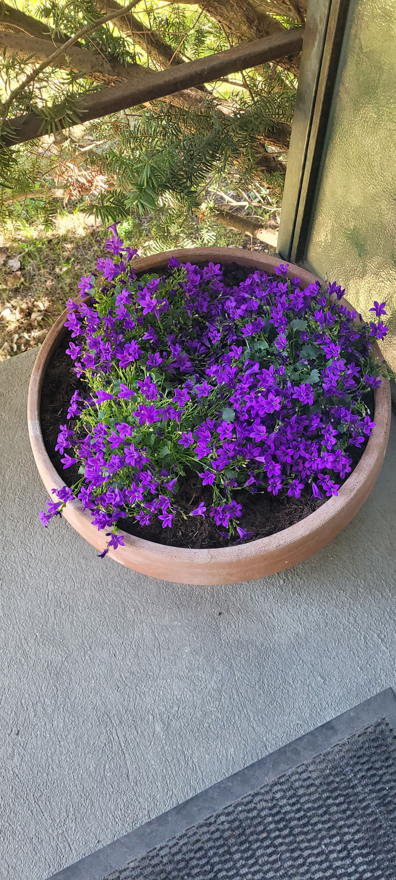 Una Campanula portenschlagiana riccamente fiorita cresce in un vaso di terracotta rotondo. I numerosi fiori viola coprono il fogliame verde denso.