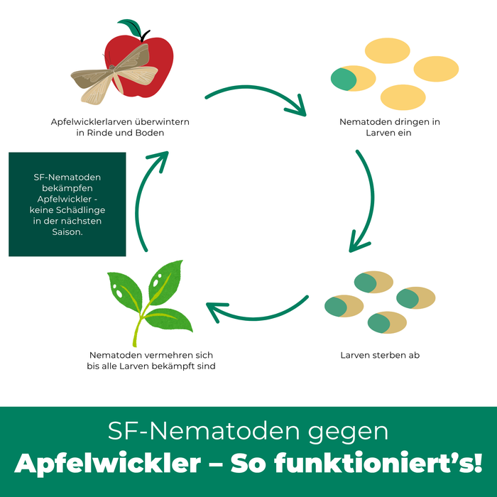 Nematodi SF contro le carpocapse