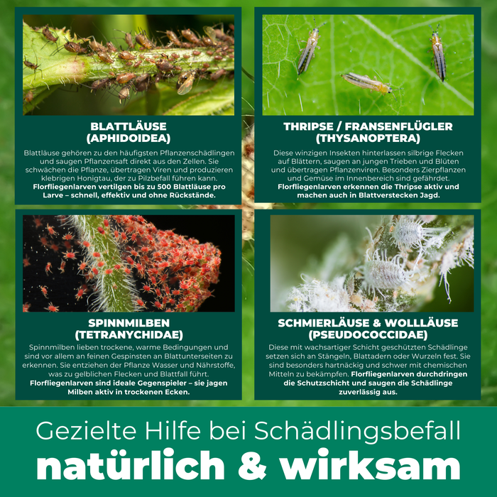 Larve di merletti contro afidi, ragni rossi, tripidi, mosche bianche
