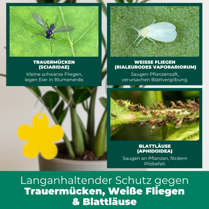 Trappola gialla pannelli gialli adesivi gialli 12 pezzi contro moscerini della frutta, moscerini dei funghi e molto altro.