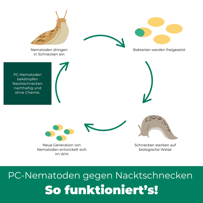 Nematodi PC contro lumache e chiocciole - Silberkraft