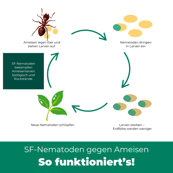 Nematodi SF contro le formiche