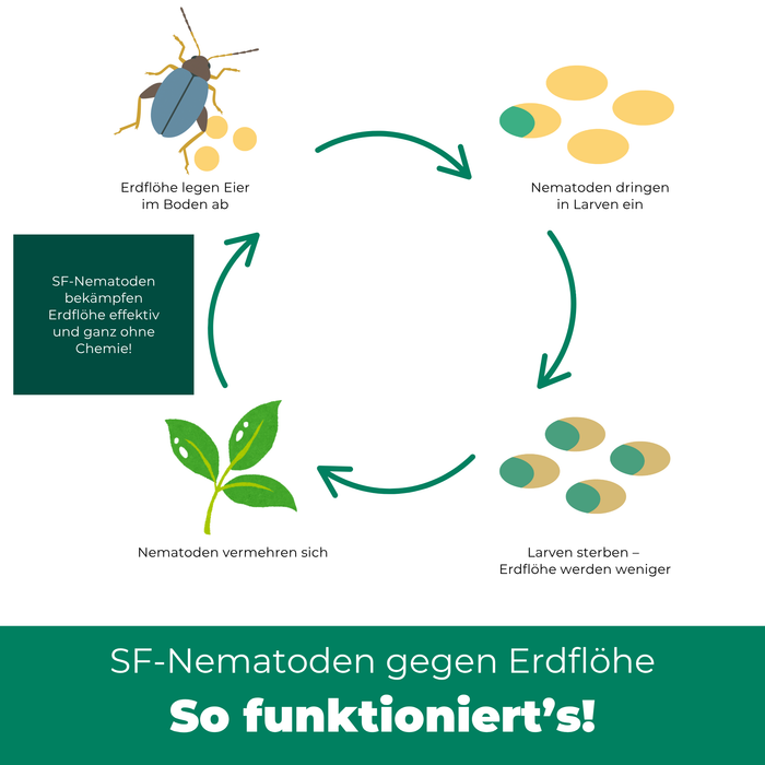 Nematodi SF contro gli alticini