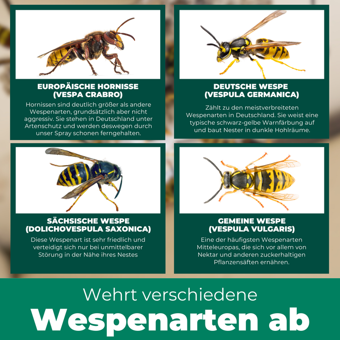 Silberkraft Wespenspray – wirksam gegen verschiedene Wespenarten wie Deutsche Wespe, Gemeine Wespe, Sächsische Wespe und Europäische Hornisse.