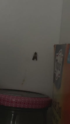 Falena della frutta secca