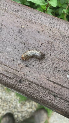 scarabeo