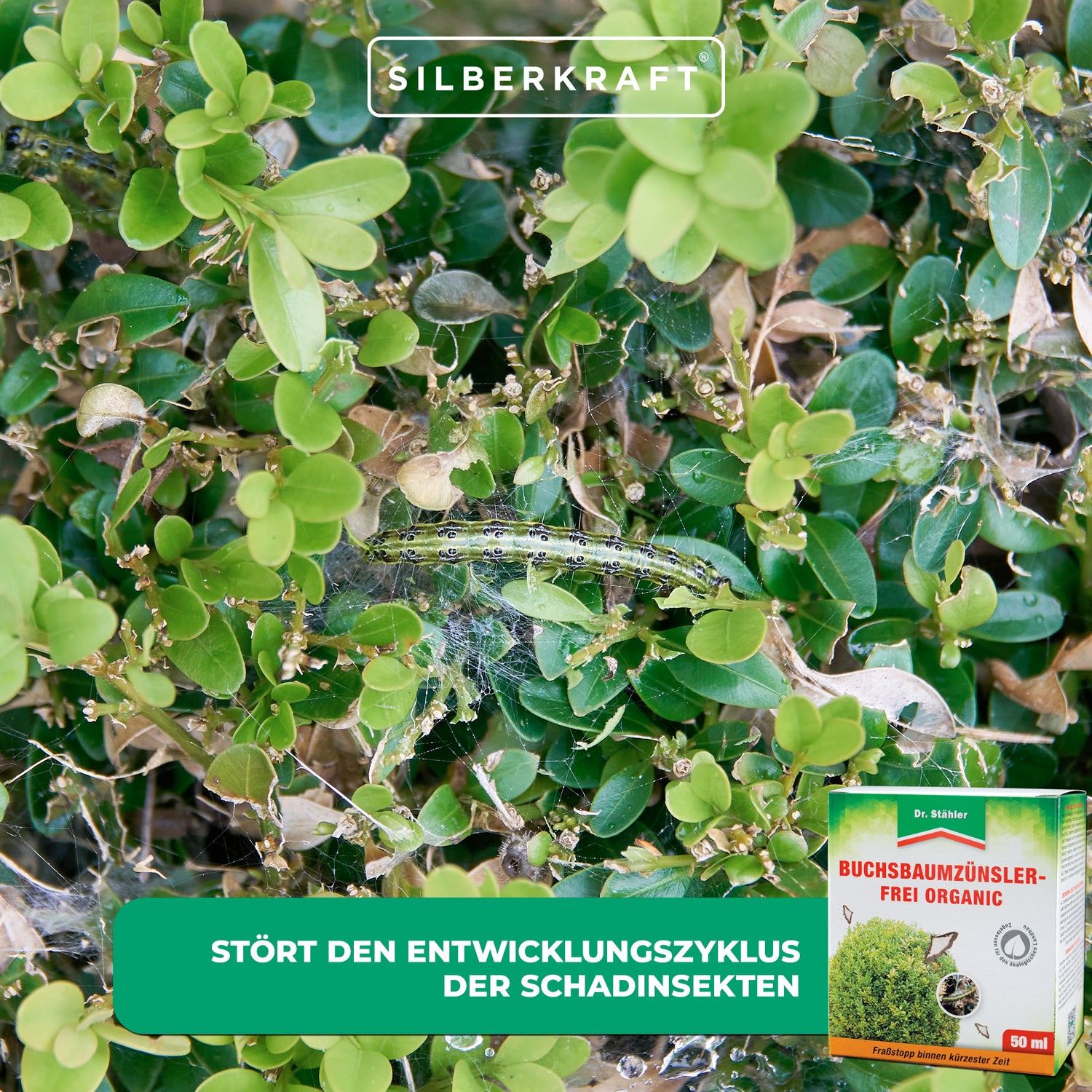 Bosso antitarme biologico: protegge efficacemente dagli insetti dannosi