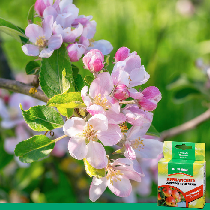 Confezione di ricarica dell'attrattivo ai feromoni della carpocapsa: protezione efficace per gli alberi da frutto