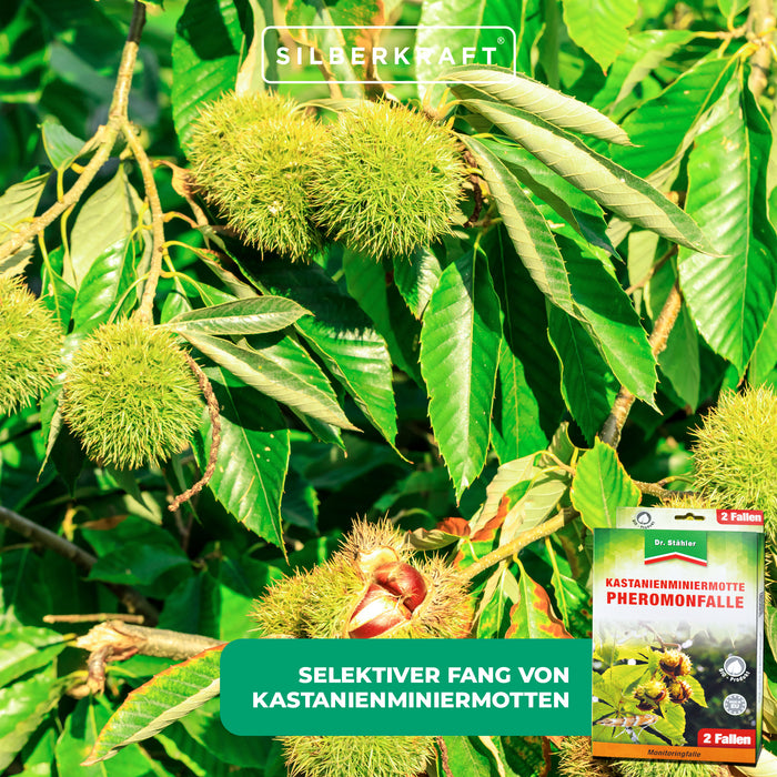 Efficace trappola ai feromoni contro i minatori delle foglie di castagno