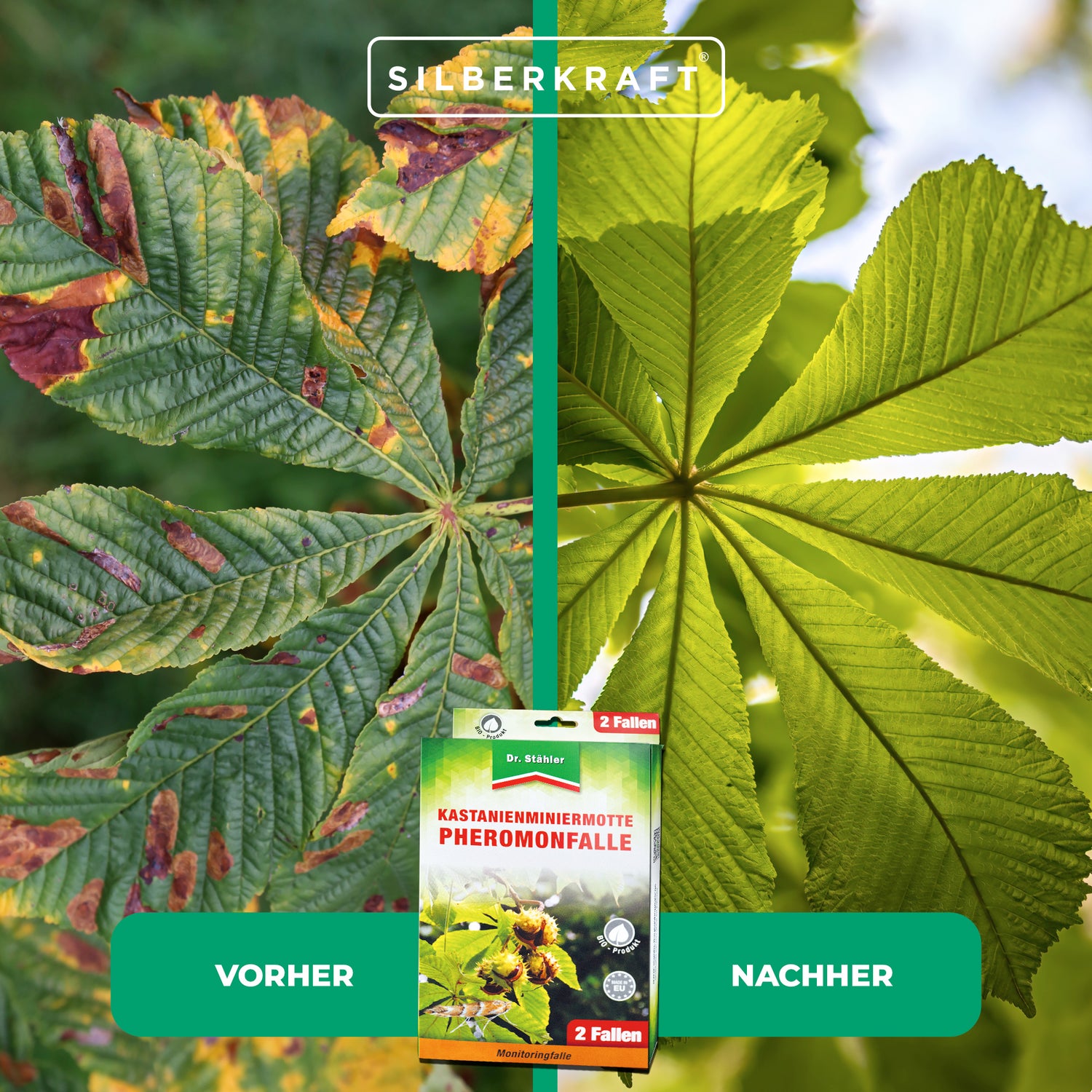 Efficace trappola ai feromoni contro i minatori delle foglie di castagno