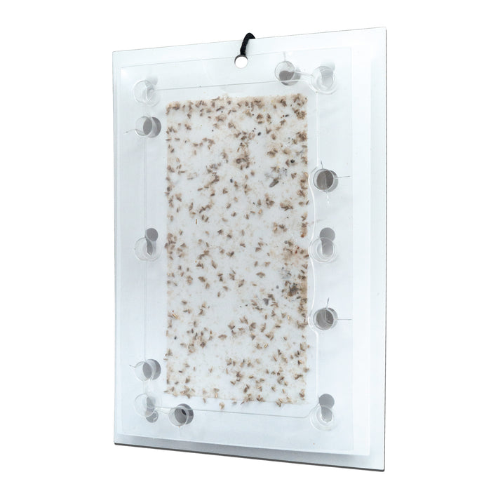 Efficace multitrappola ai feromoni del minatore fogliare di castagno per tutte le specie di castagno