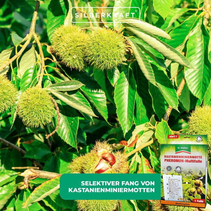 Efficace multitrappola ai feromoni del minatore fogliare di castagno per tutte le specie di castagno