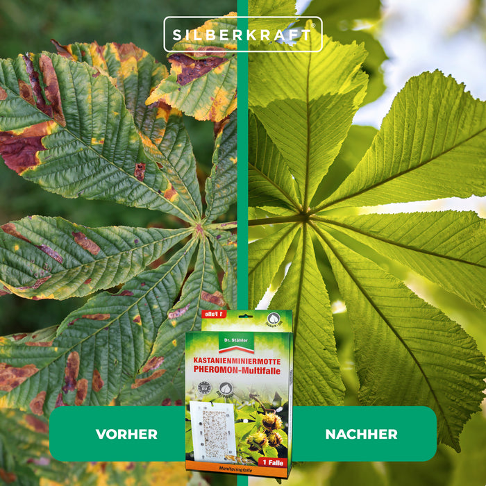 Efficace multitrappola ai feromoni del minatore fogliare di castagno per tutte le specie di castagno