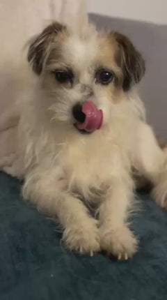 cane domestico