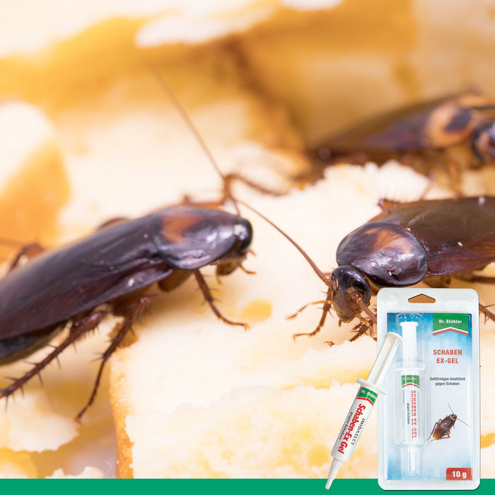 Gel anti-scarafaggi efficace contro le infestazioni di blatte | Cockroach Gek