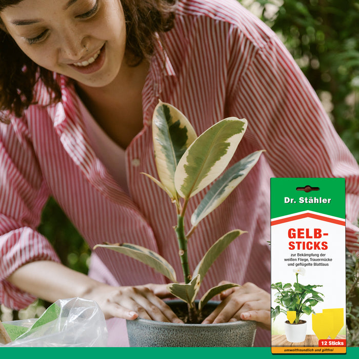 Efficaci bastoncini gialli per combattere gli insetti volanti come mosche bianche, moscerini dei funghi e afidi