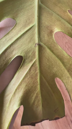 Monstera