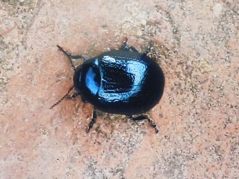 Scarabeo foglia azzurro cielo — Bild 1