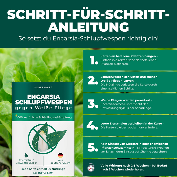 Sullo sfondo c'è un'insalata fresca e verde. In primo piano c'è la confezione del prodotto vespe parassite contro le mosche bianche.