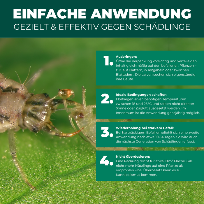 Larve di merletti contro afidi, ragni rossi, tripidi, mosche bianche