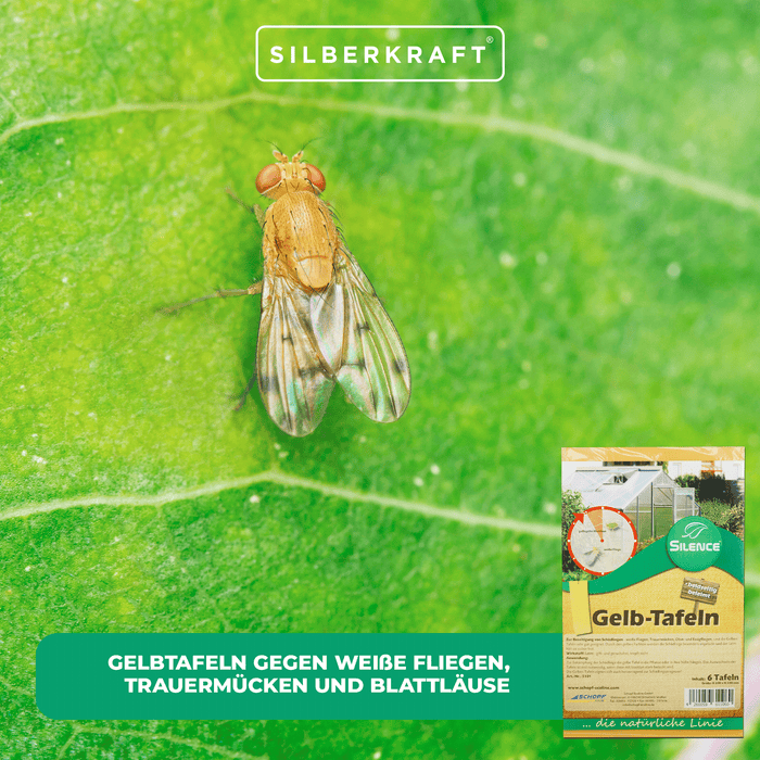Pannelli gialli Silence: soluzione efficace contro mosche bianche, moscerini dei funghi, moscerini della frutta e dell'aceto