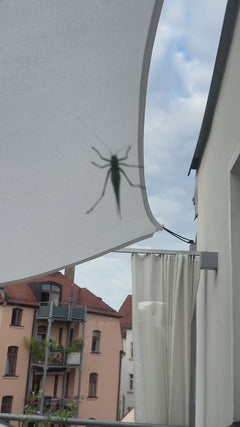 Cavallo da fieno verde