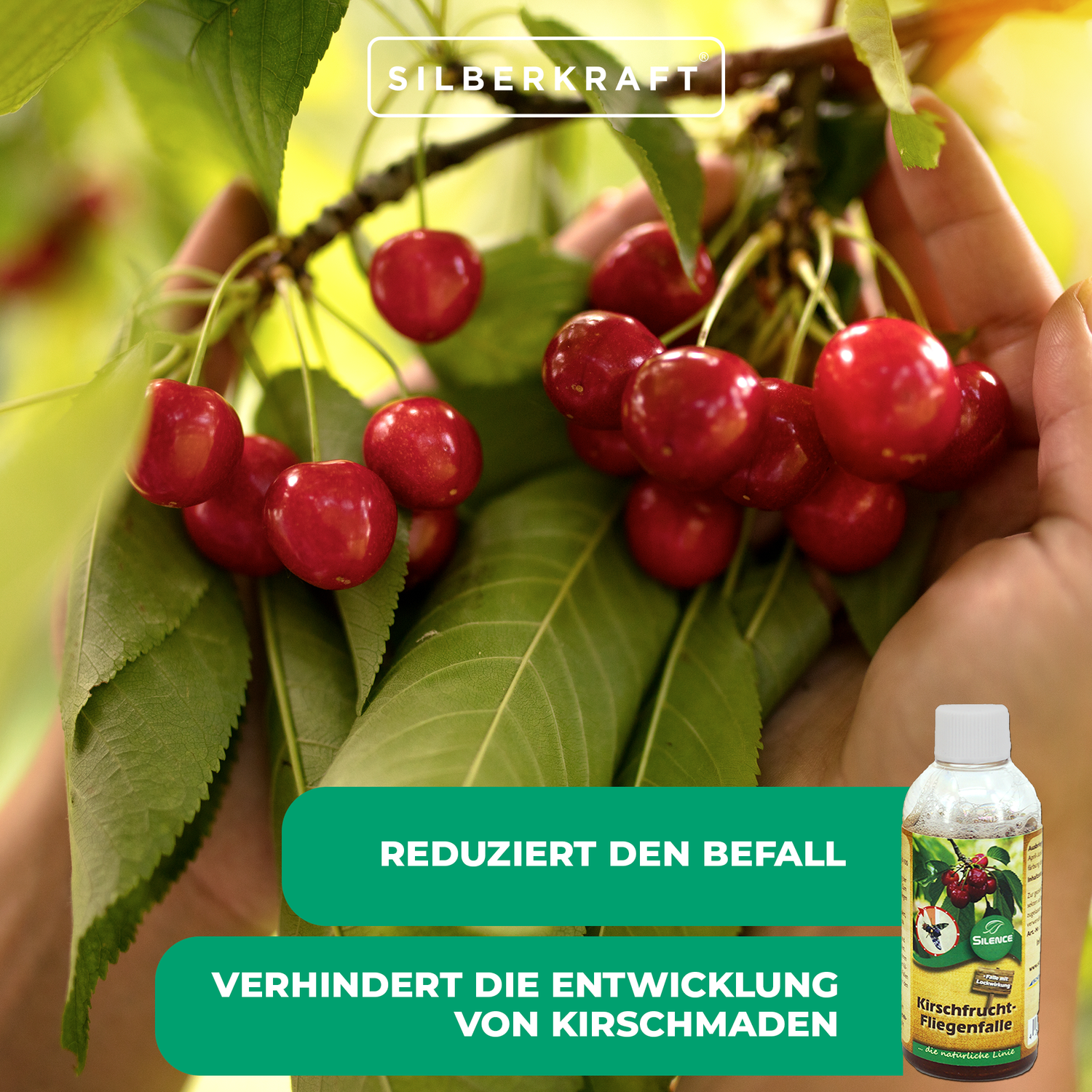 Confezione di ricarica per trappola per mosche della frutta Silence Cherry: per catturare le mosche della frutta