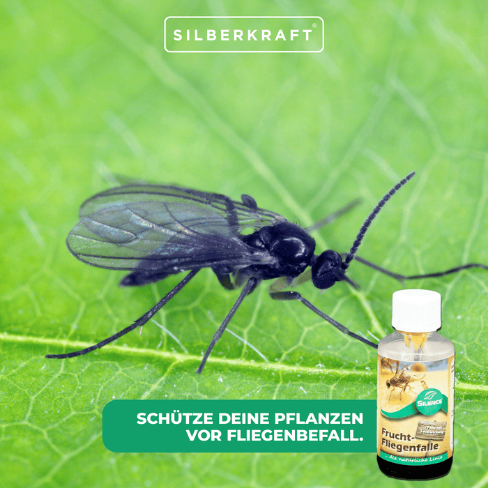 Trappola per mosche della frutta Silence: trappola di monitoraggio per rilevare infestazioni da mosche della frutta, della frutta e dell'aceto