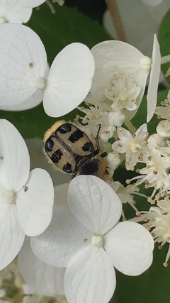 Scarabeo del pennello fasciato – Braunschweig