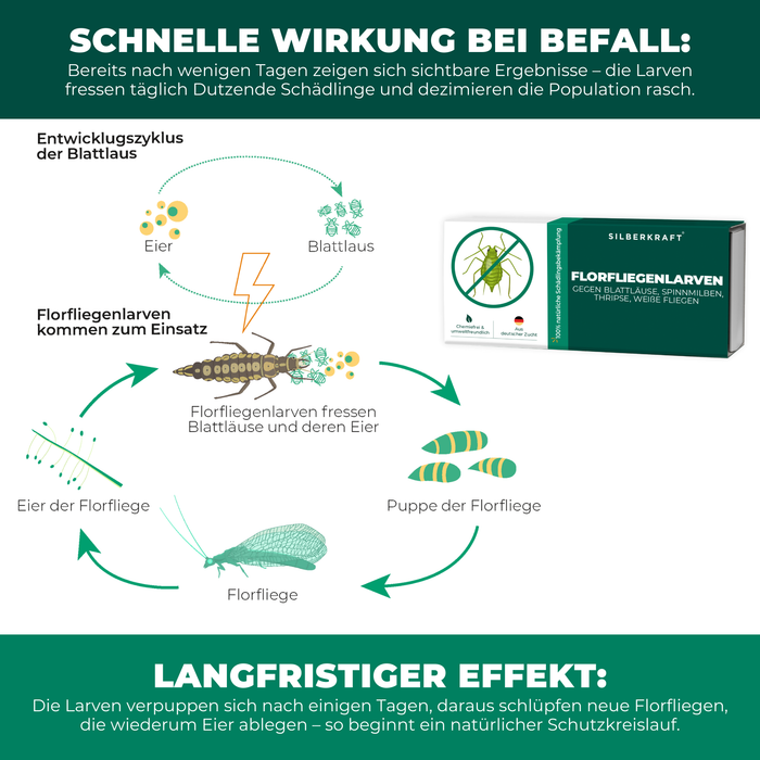 Larve di merletti contro afidi, ragni rossi, tripidi, mosche bianche