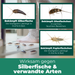 Silberfische, Ofenfischchen und Papierfischchen bekämpfen – wirksamer Schutz mit Silberkraft gegen häufige Silberfischarten in Küche und Bad